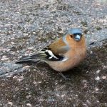 Chaffinch Male for Botanics Stories