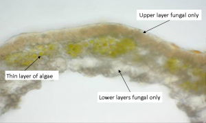 Lichen slice
