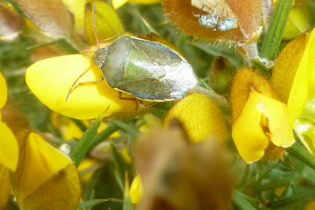 Gorse Shield Bug Piezodorus lituratus with two Gorse Weevils Exapion ulicis at top right of photograph, on gorse, RBGE, 14 April 2016. Photo Robert Mill.