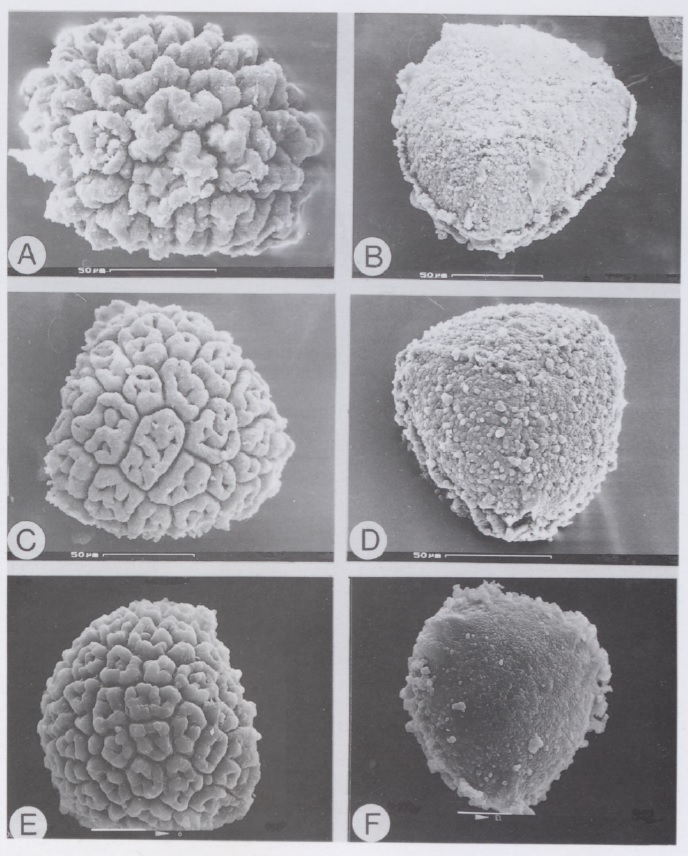 Exormotheca spores: E. bulbigena - A, distal view, B, proximal view. E. holstii - C, distal view, D, proximal view, E, distal view, F, proximal view. From Bornefeld et al., 1996.