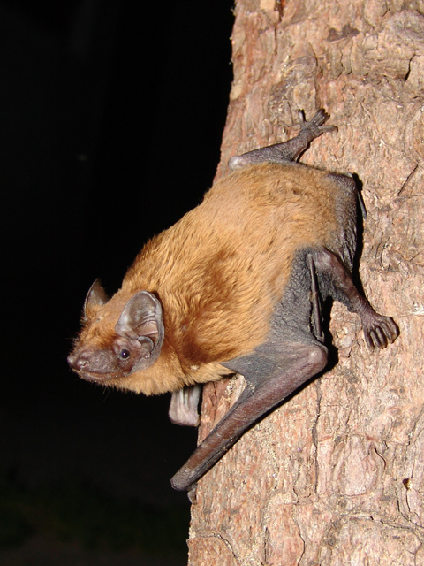 Noctule Bat, Nyctalus noctula. By Mnolf [GFDL (http://www.gnu.org/copyleft/fdl.html), CC-BY-SA-3.0 (http://creativecommons.org/licenses/by-sa/3.0/) or CC BY-SA 2.0 (http://creativecommons.org/licenses/by-sa/2.0)], via Wikimedia Commons