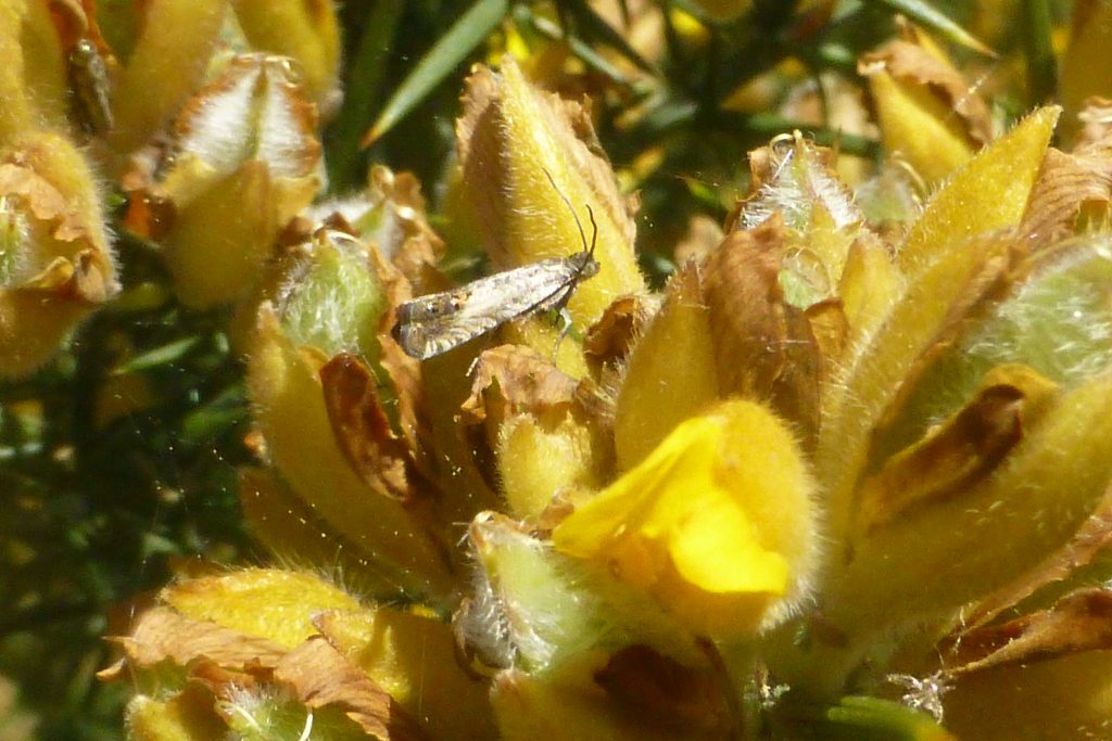 Grey Gorse Piercer, Cydia succedana (C. ulicetana) on its host, gorse, 31 May 2016. New for the Garden and possibly Midlothian (v.c. 83). Photo Robert Mill.