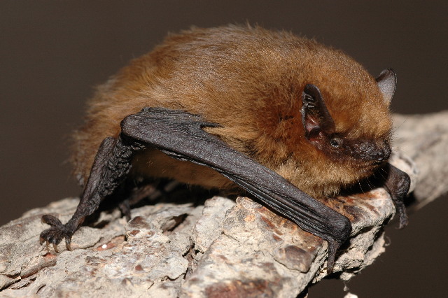 Soprano Pipistrelle (Pipistrellus pygmaeus). By Evgeniy Yakhontov - Page - Image, CC BY-SA 3.0, https://commons.wikimedia.org/w/index.php?curid=14637689