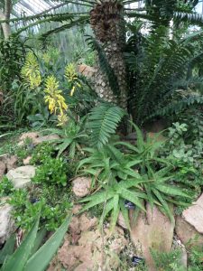 Aloe springatei-neumannii habit