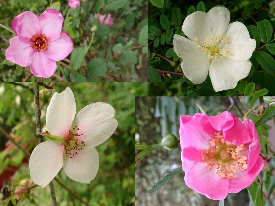 Species roses