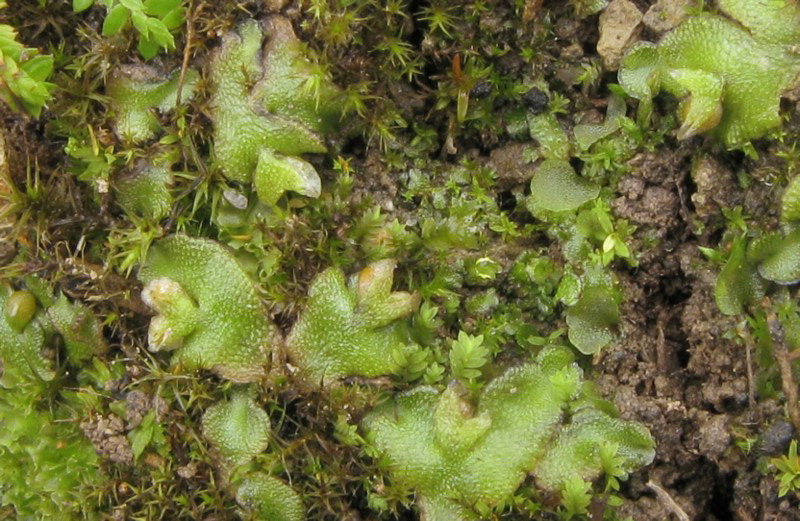  Aitchisoniella himalayensis in Sichuan showing terminal sporophyte-bearing receptacles, from Long 39886