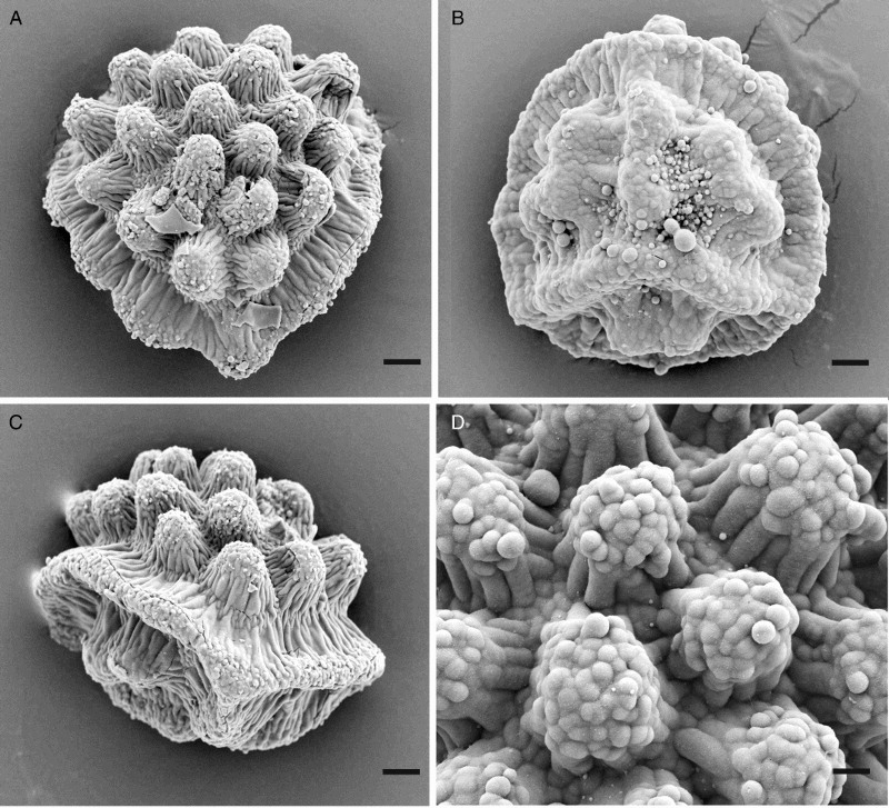 Spores of Aitchisoniella himalayensis. (A) Distal view; (B) proximal view; (C) lateral view; (D) detail of distal view. (A and C) from Long 39886. (B and D) from Long 40020. Scale bars: (A–C) = 5 μm, (D) = 2 μm.