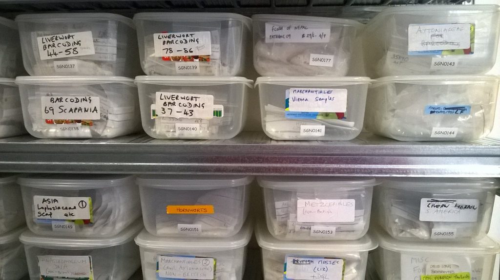 Boxes of silica-dried liverworts in RBGE's tissue storage room