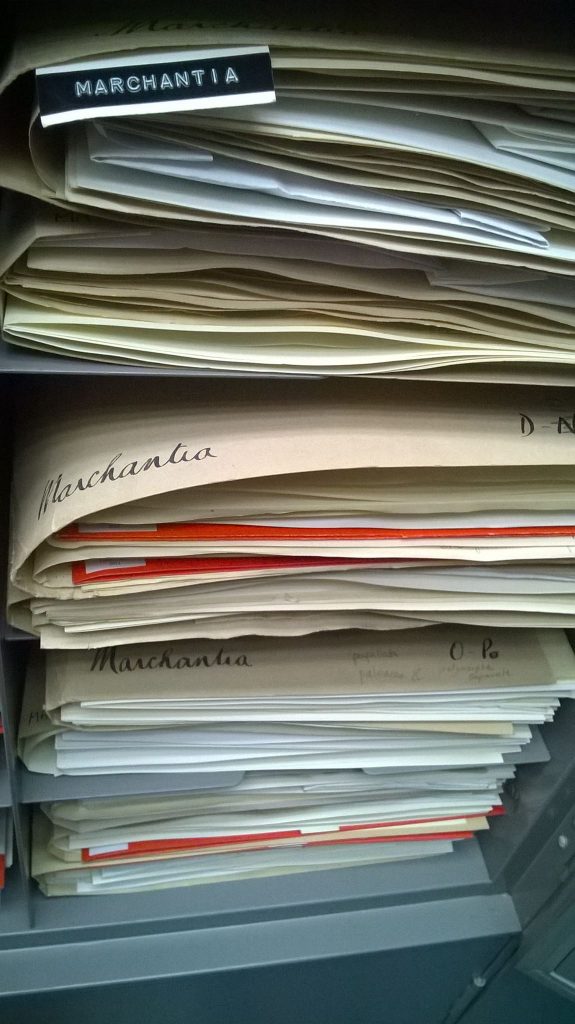 Some of the herbarium collections of Marchantia held in the RBGE herbarium