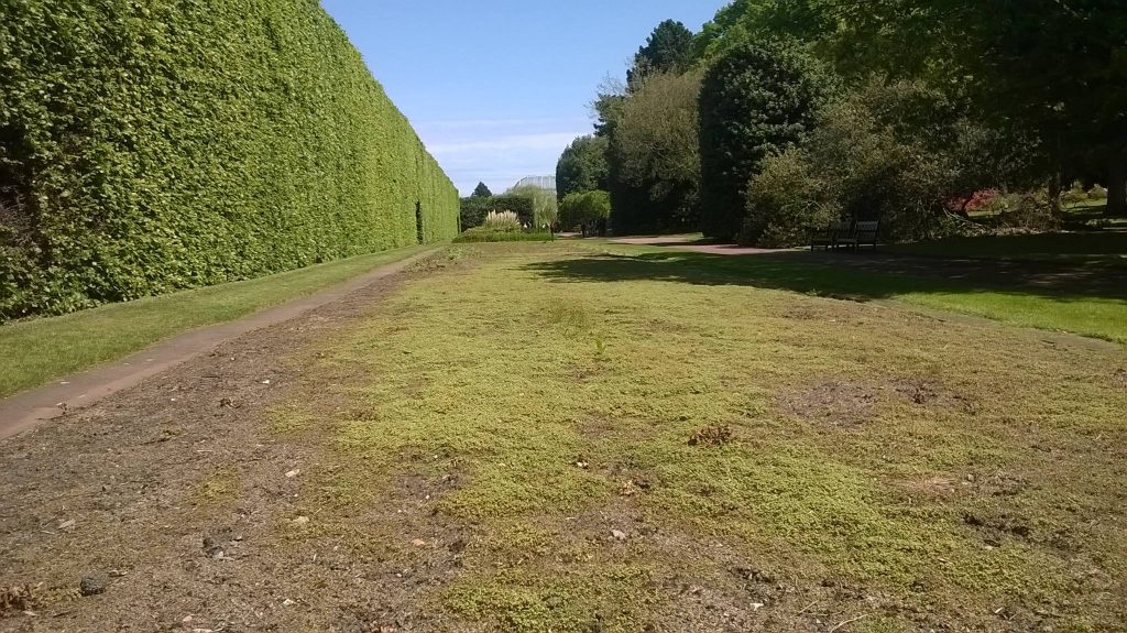 A vast expanse of Marchantia polymorpha volunteers at RBGE