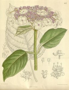 Curtis's Botanical Magazine, London., vol. 138 [= ser. 4, vol. 8]: Tab. 8447