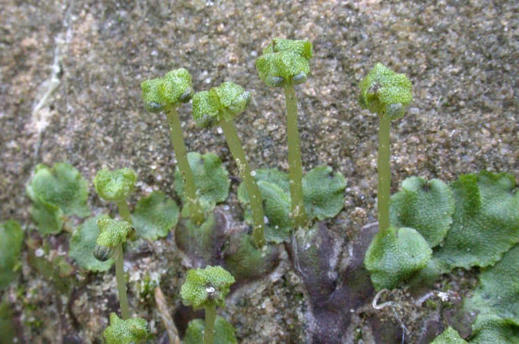 Marchantia quadrata, photographed in the US by David Long (Long 35670)