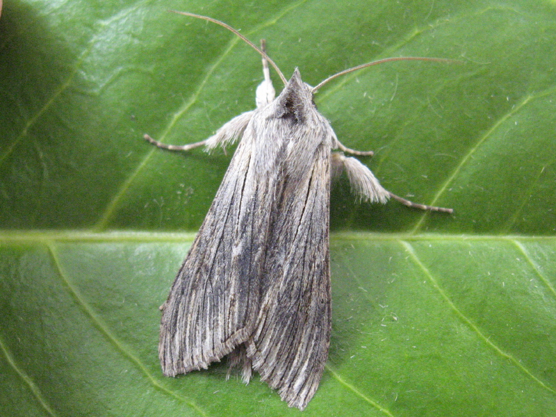 Adult Chamomile Shark moth (Cucullia chamomillae). Source: http://commons.wikimedia.org/wiki/File:Cucullia_chamomillae.jpg. Publisher: Wikipedia Commons. License: Creative Commons Attribution 3.0 Unported