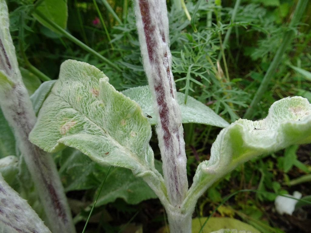 Stem of lamb's-ear showing bald patches due to the wool collecting activity of female wool carder bees.