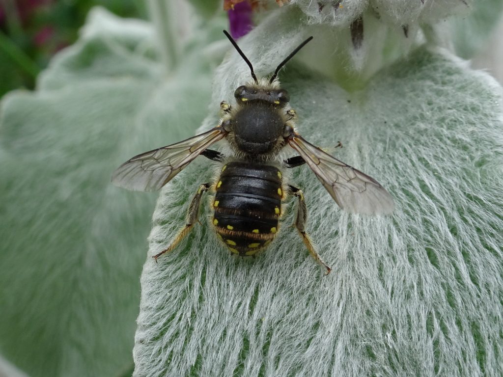 Male wool carder bee viewed from above showing the distinctive pattern of yellow dots on the abdomen.