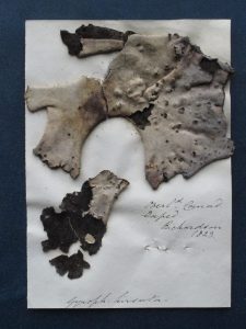 Umbilicaria vellea, specimen from Robert Greville’s herbarium – the party’s lichen of choice.