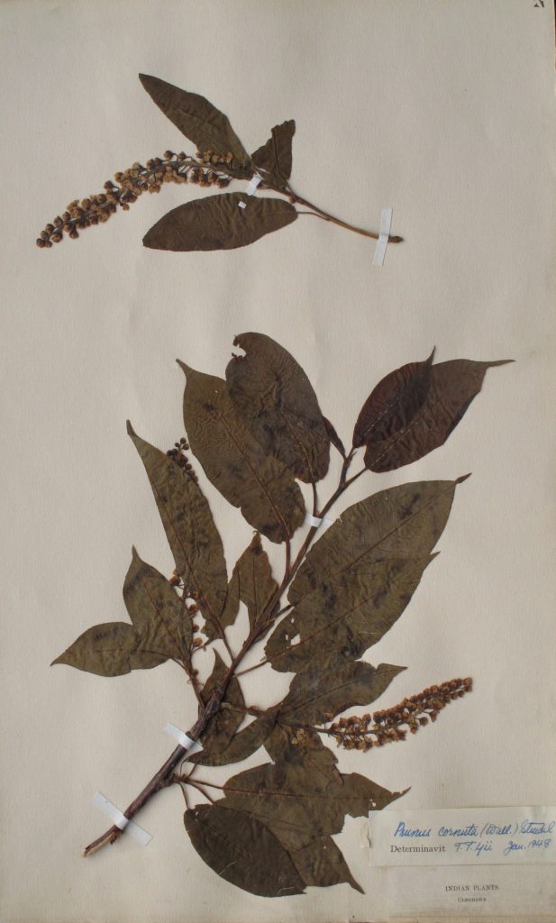Specimen of Prunus cornuta collected in the Western Himalaya by Cleghorn, c. 1862.