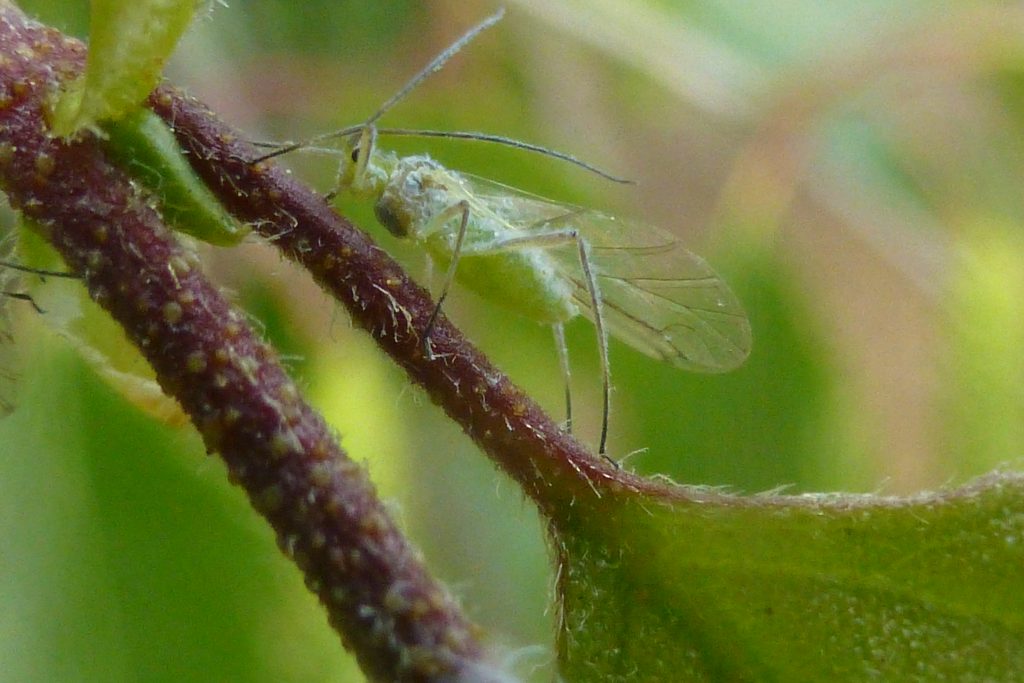 Winged state of Silver Birch Aphid, Euceraphis betulae, 7 June 2016. Photo Robert Mill.