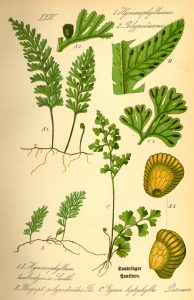 Top left Tunbridge filmy fern, a rare species located during the BioBlitz.