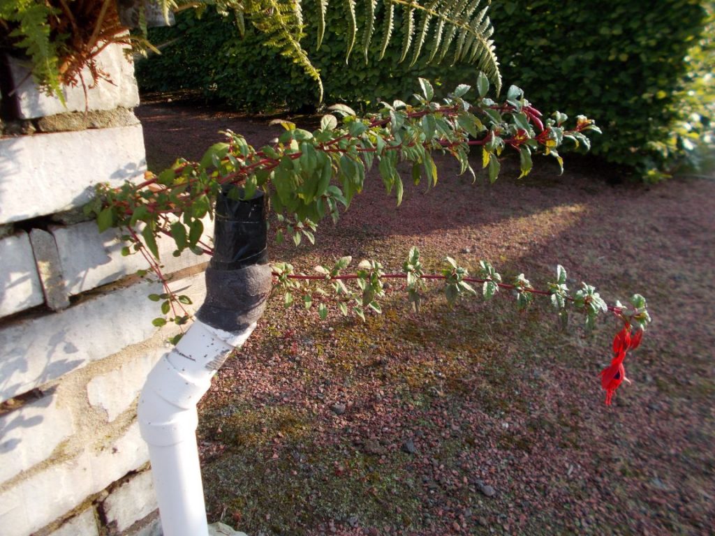Fuchsia magellanica seedling