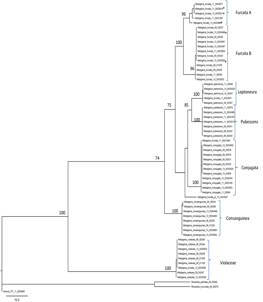 Phylogram generated from accessions of Metzgeria species found in the UK