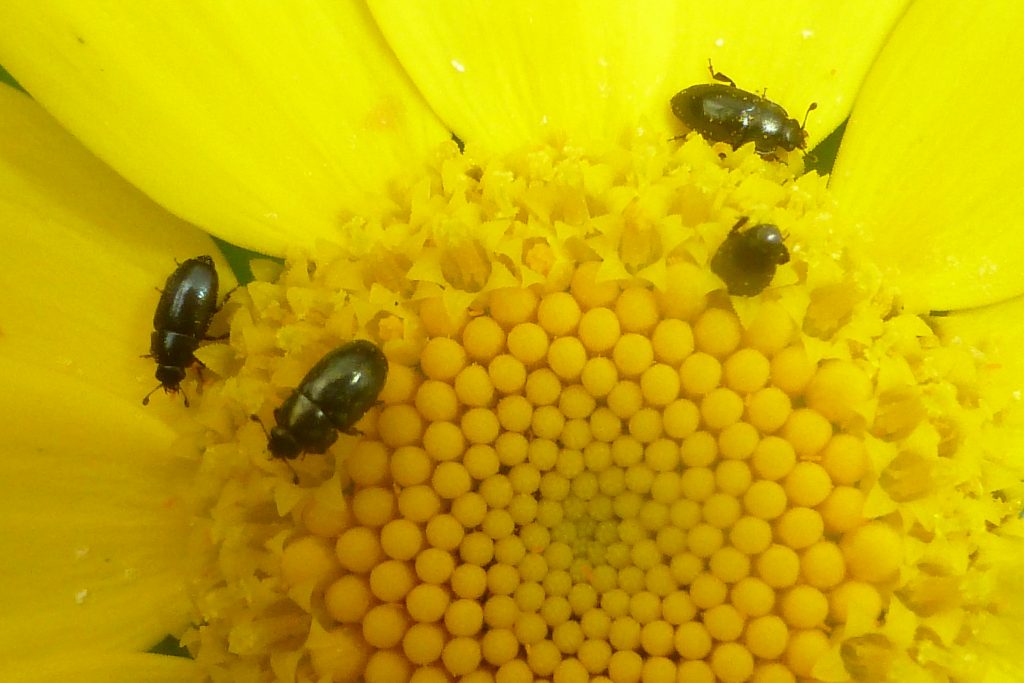 Polle Beetles (Meligethes aeneus) feasting on Anthemis tinctoria