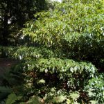 Trochodendron aralioides