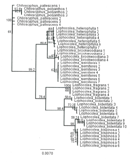 Distance tree generated using rbcL barcode sequence data for UK Lophocolea accessions