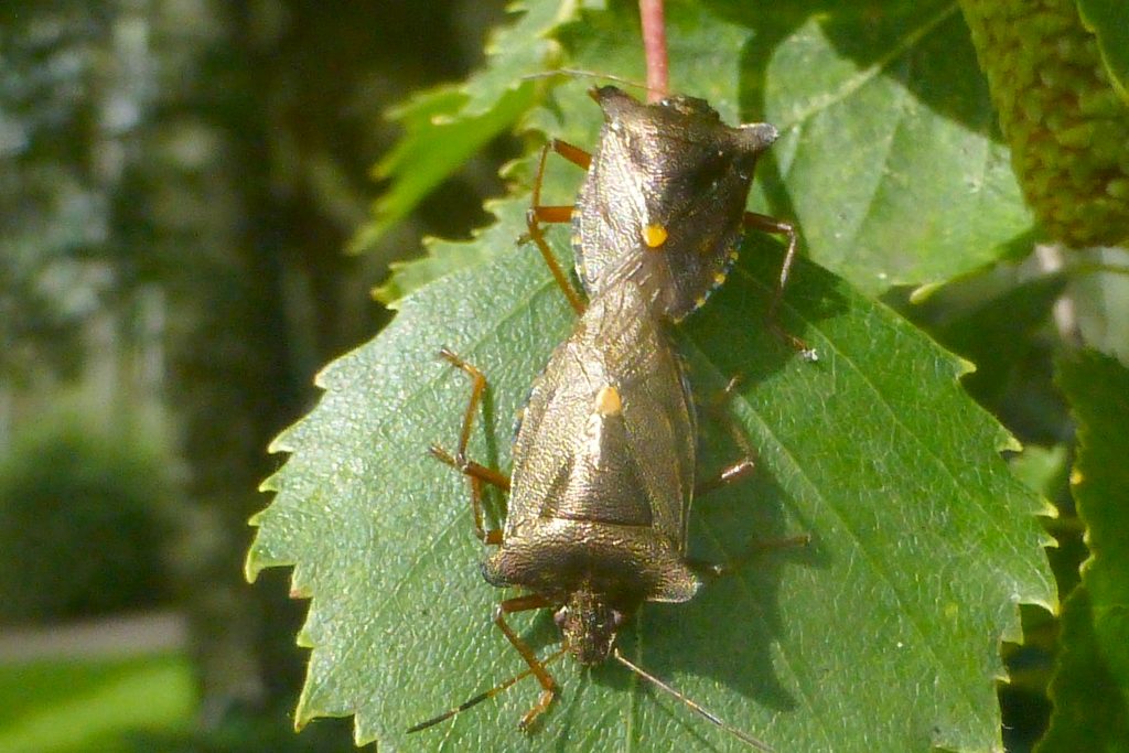 Two Forest (Red-legged) Shield-bugs, Pentatoma rufipes, 5 August 2016.