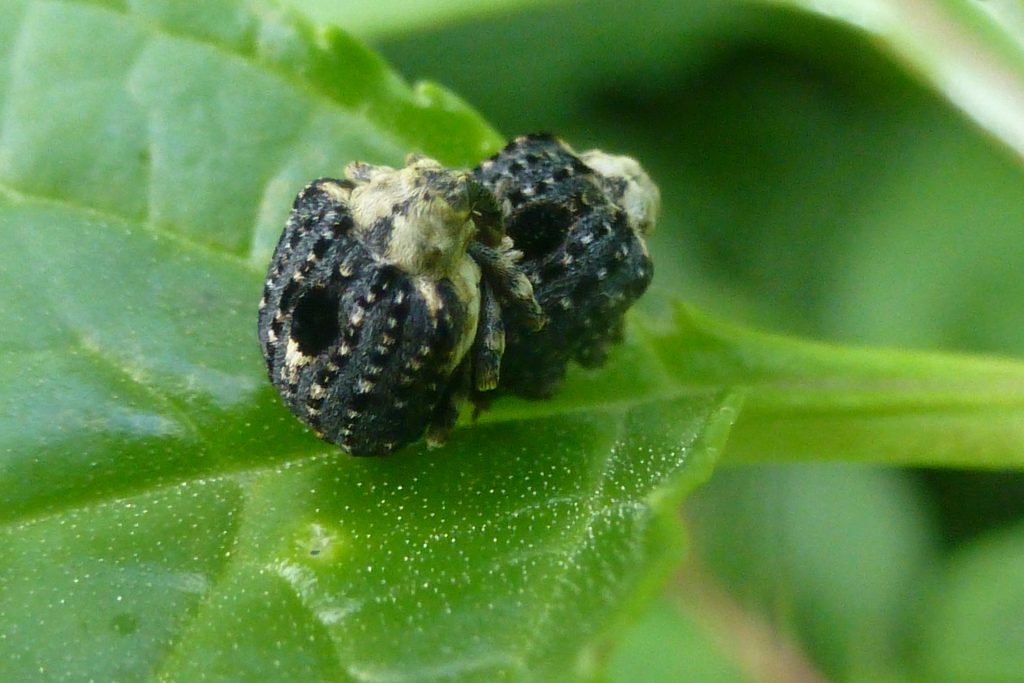 Mating Figwort Weevils, Cionus scrophulariae, 5th September 2016. New Garden record.