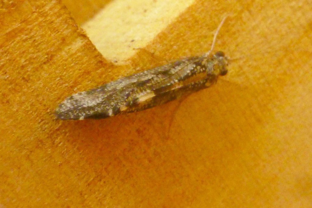 Adult caddis-fly, provisionally identified as Polycentropus flavomaculatus, attracted to moth trap, 30 August 2016. New Garden record. Photo Robert Mill.