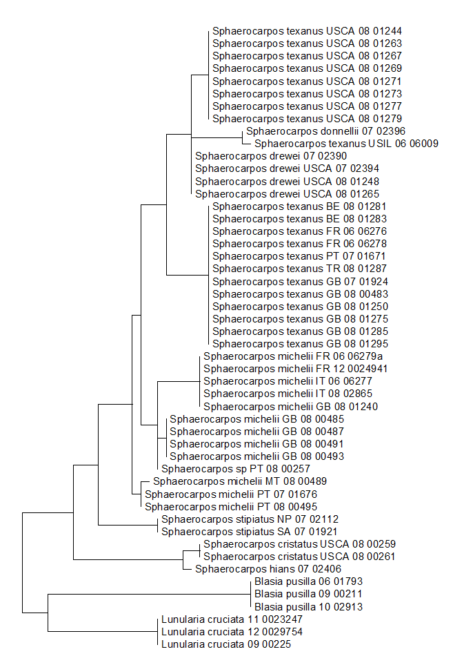 Sample phylogenetic tree for Sphaerocarpos, based on rbcL sequence data
