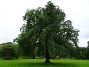Wentworth elm at the Palace of Holyroodhouse.