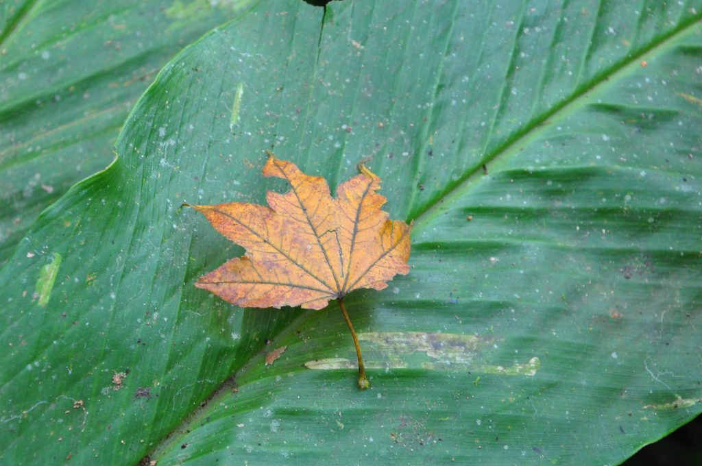 A leaf found near an Acer sp. specimen from which we collected seed