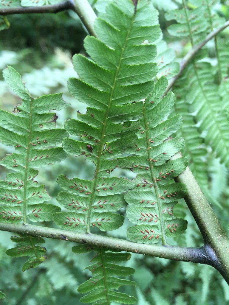 Abdaxial surface of frond displaying linear sori running along the veins.