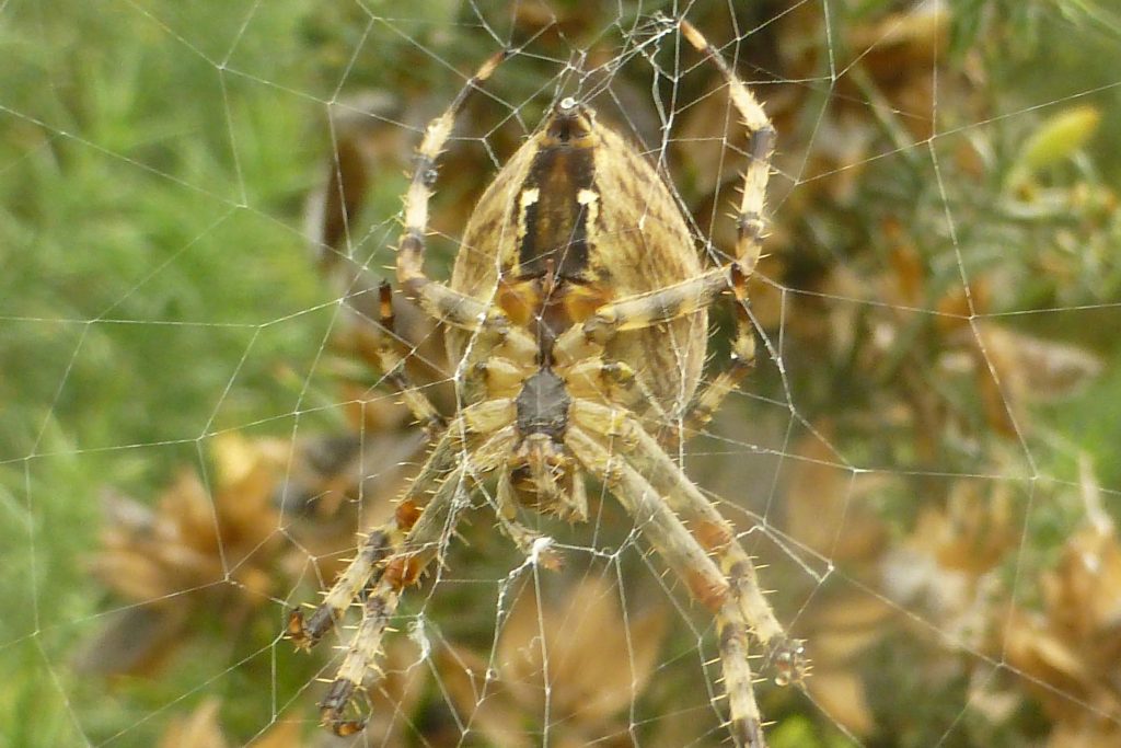 Garden Spider (Aranea diademata) and web on gorse, 26 September 2016. Photo Robert Mill.