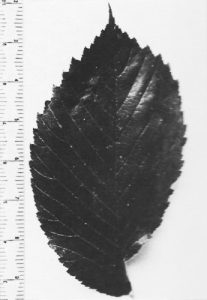 Leaf of a Wentworth elm grown at the Royal Botanic Gardens Kew that matches perfectly to the Palace trees.