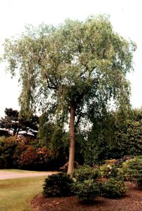 RBGE Wentworth elm that died in 1996 due to Dutch elm disease.