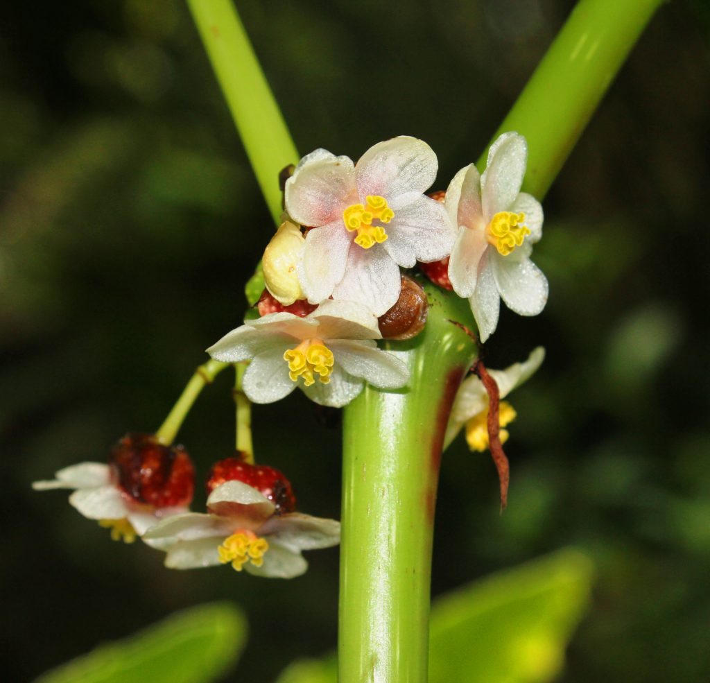 Begonia aptera