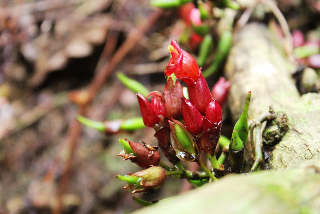Cyrtandra coccinea Blume