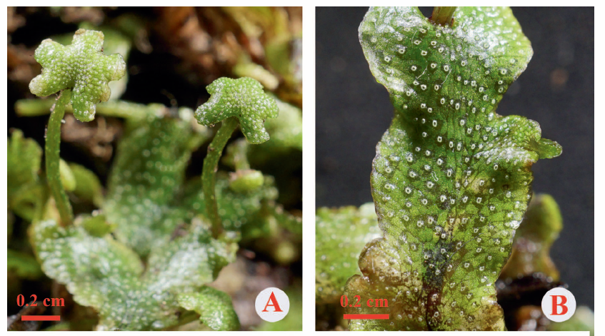 Marchantia longii, from Fig. 1, Xiang et al. 2016, The Bryologist