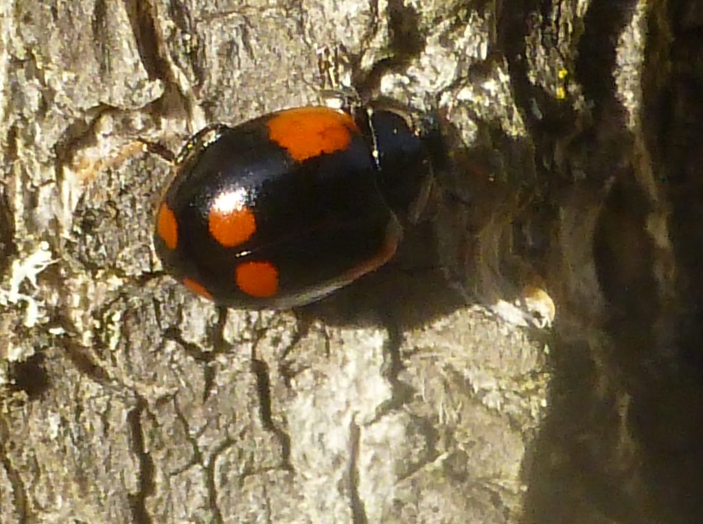 Unusual variant of 2-spot Ladybird, 3 October 2016. Photo Robert Mill.