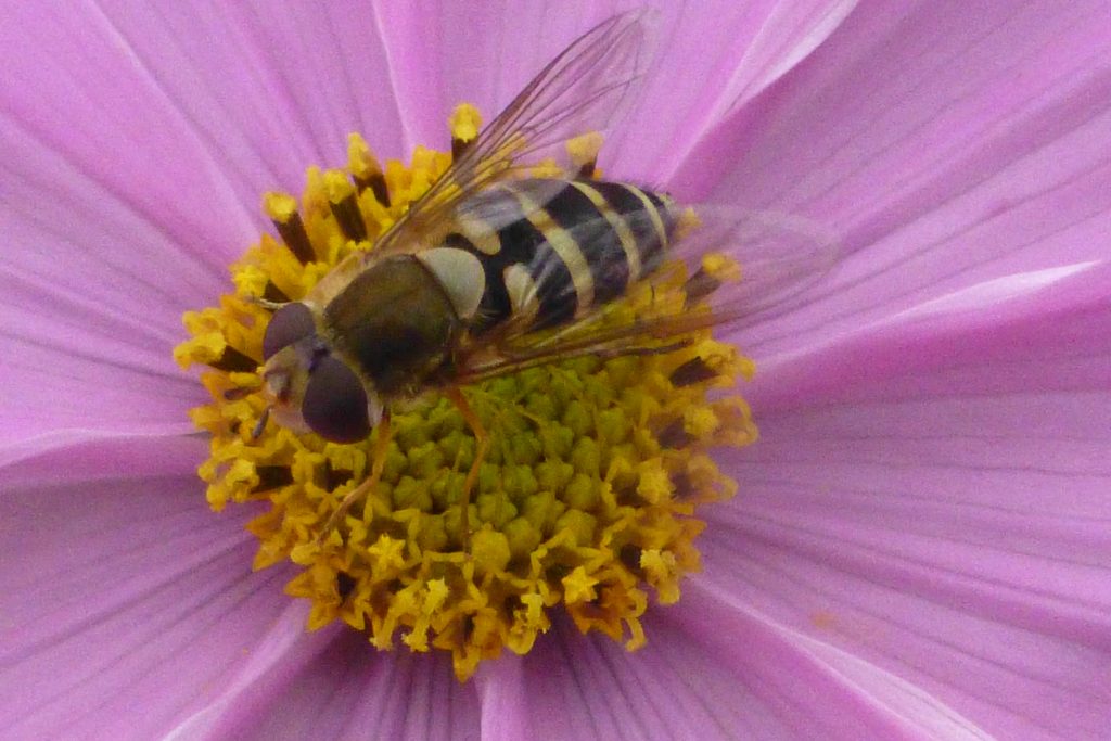 Banded Hoverfly (Syrphus ribesii) on Cosmos, 19 October 2016. Photo Robert Mill.