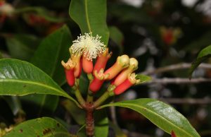 Syzygium aromaticum (clove) flower buds