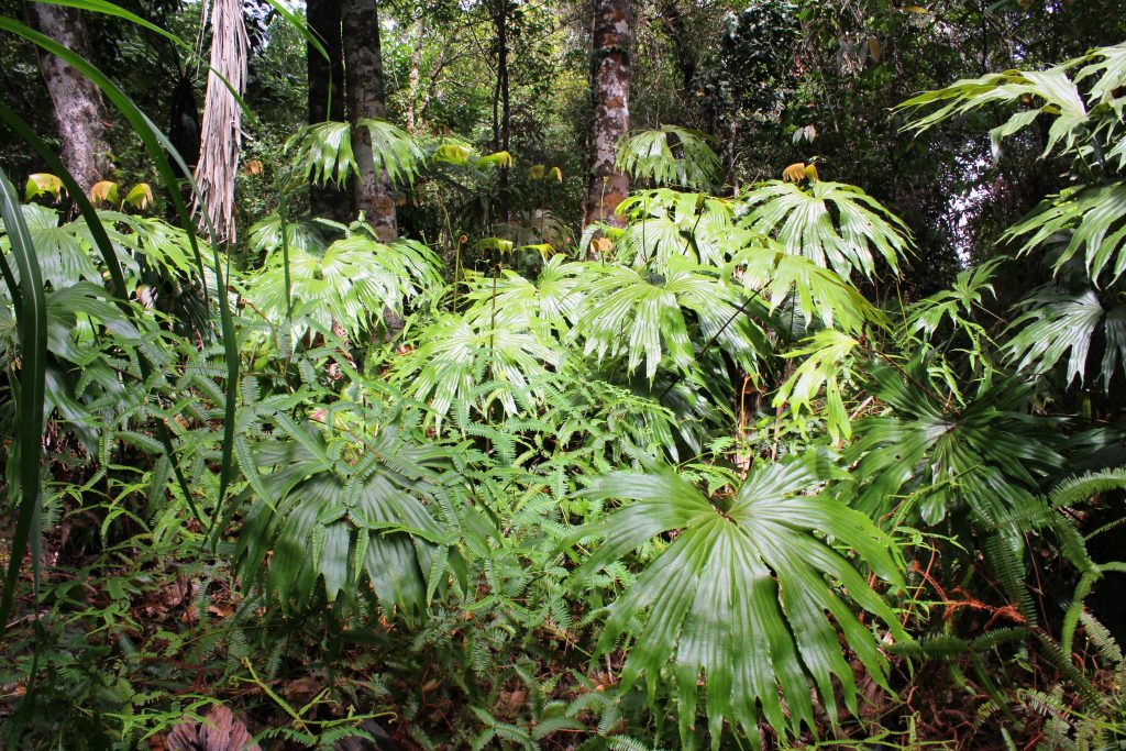 widespread fern species Dipteris conjugata