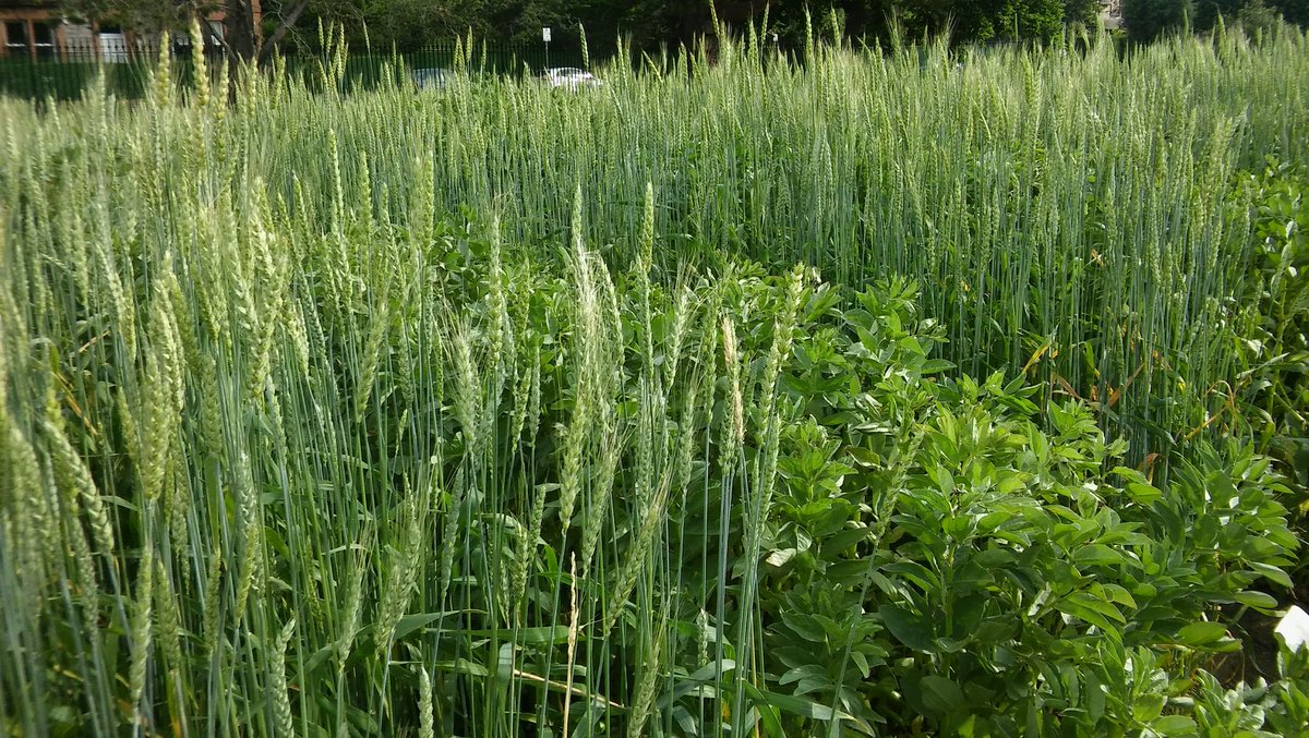 wheat-growing3