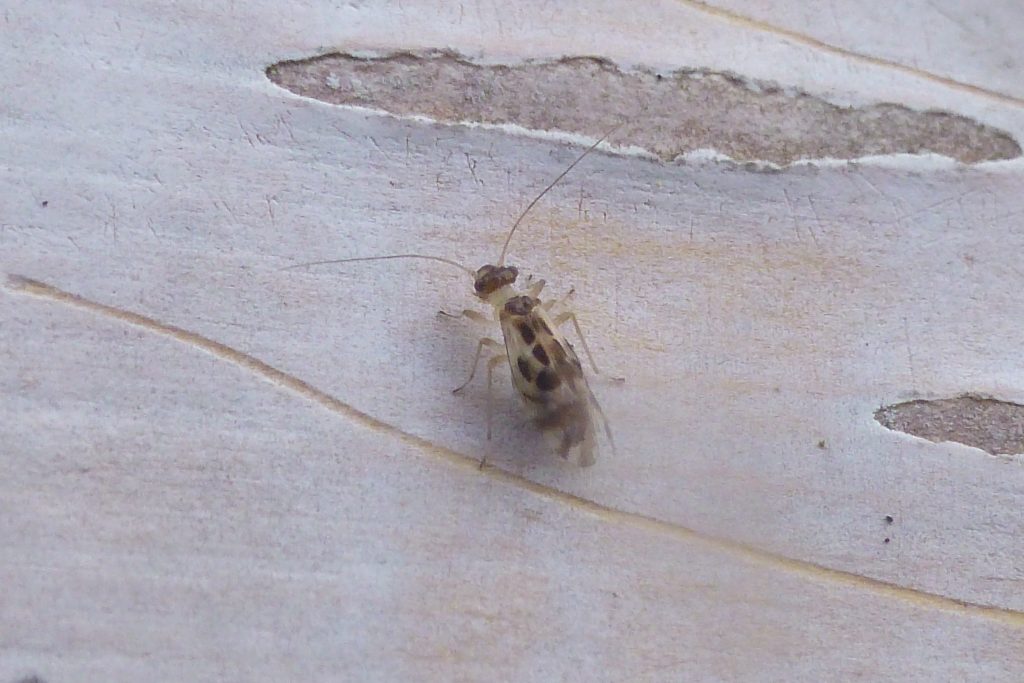 Graphopsocus cruciatus, a barkfly, on birch bark. New Garden record, 22 November 2016. Photo Robert Mill.