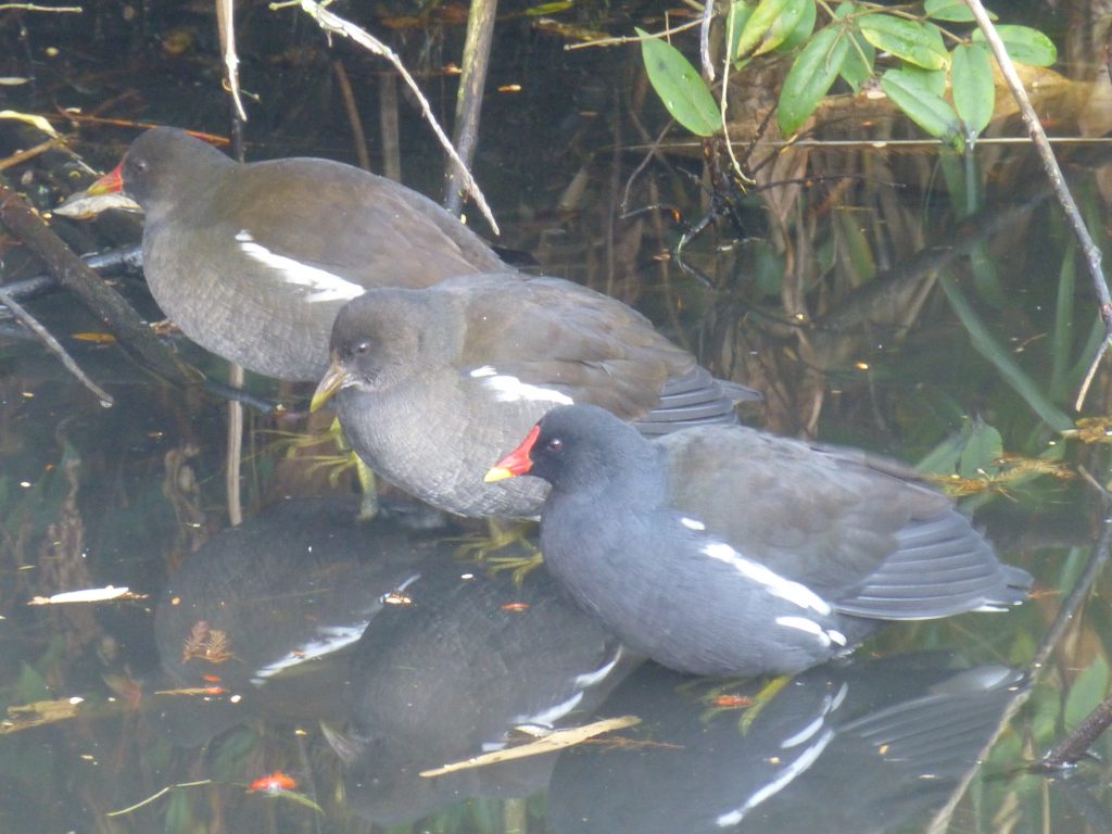 Three Moorhens (Gallinula chloropus) sheltering on a very frosty day, 24 November 2016. The one in the centre is a juvenile. Photo Robert Mill.