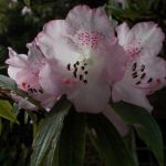 Rhododendron hunnewellianum ssp. hunewellianum