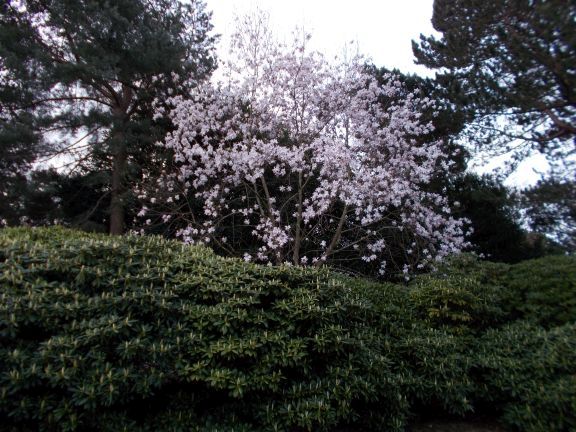 Magnolia sprengeri var. elongata